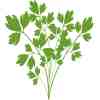 VERITABLE Lingot Lovage - Девесил - Image 3