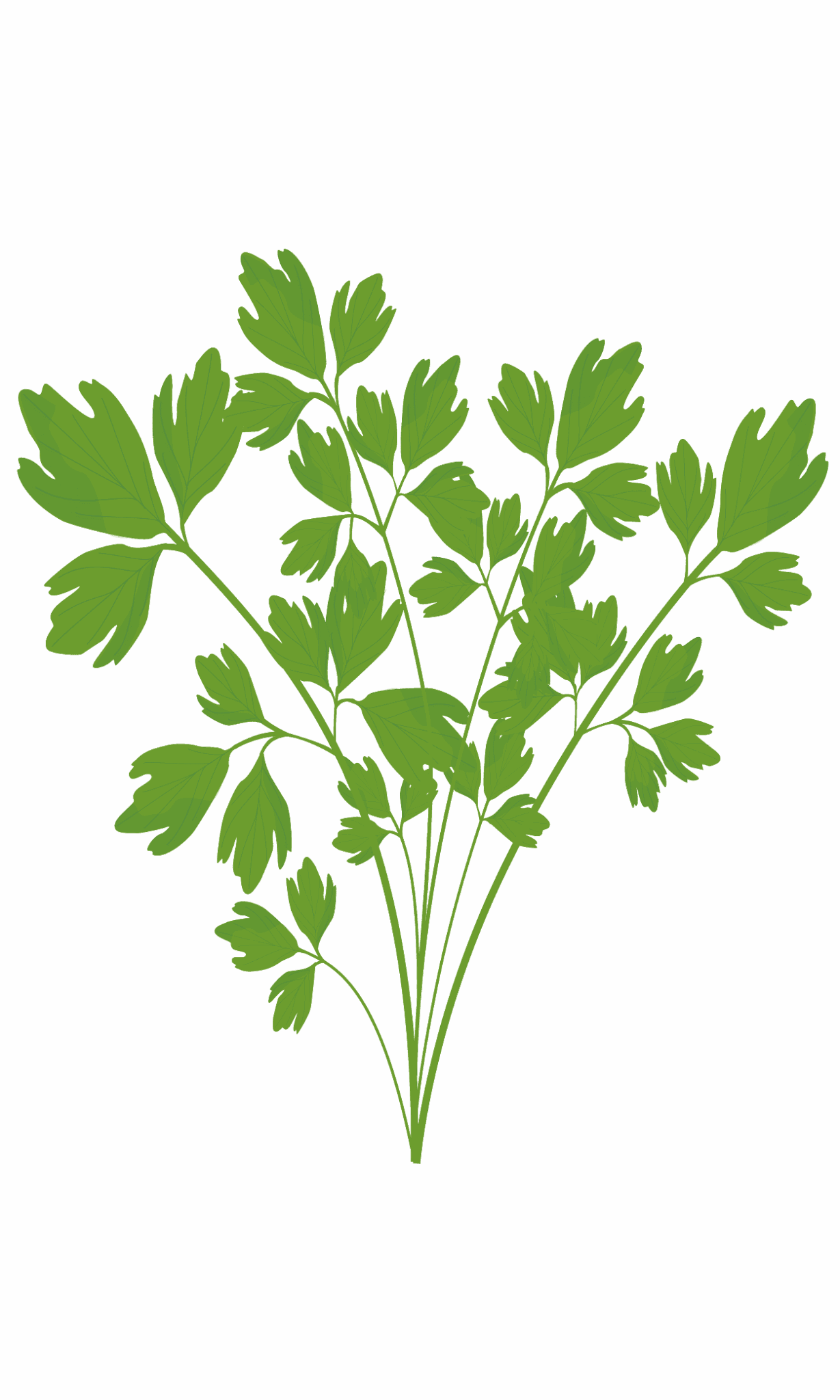 VERITABLE Lingot Lovage - Девесил - Image 3