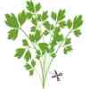 VERITABLE Lingot Lovage - Девесил - Image 4