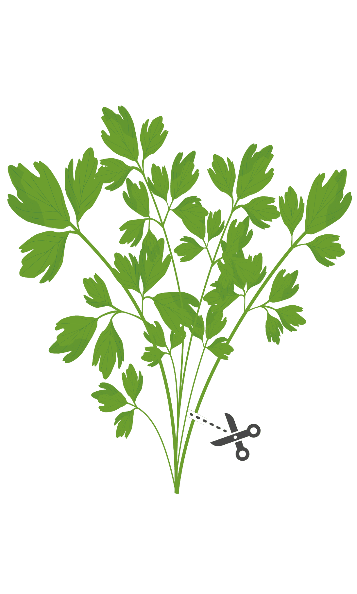 VERITABLE Lingot Lovage - Девесил - Image 4