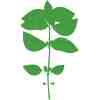VERITABLE Lingot   Sweet Basil Organic - Сладък Босилек - Image 3
