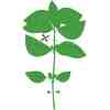 VERITABLE Lingot   Sweet Basil Organic - Сладък Босилек - Image 4
