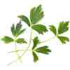 VERITABLE Lingot Lovage - Девесил - Image 2