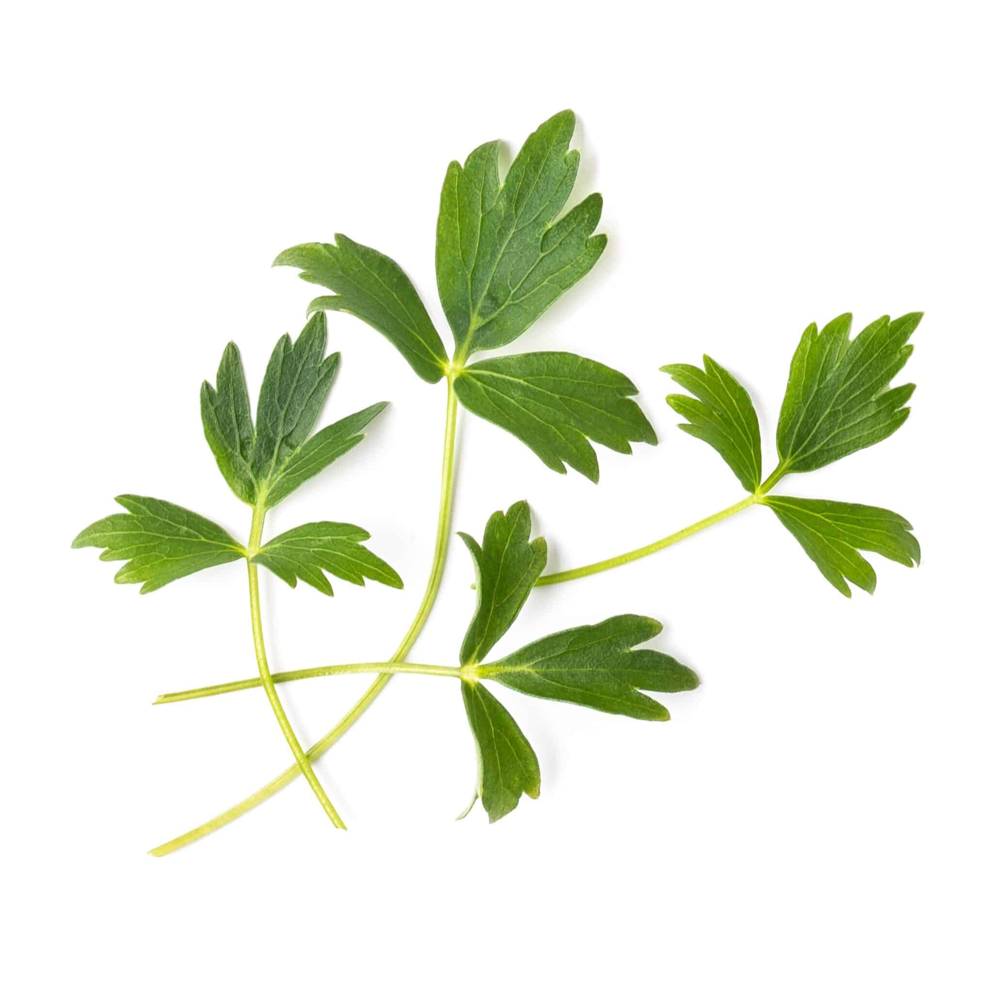 VERITABLE Lingot Lovage - Девесил - Image 2