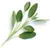 VERITABLE Lingot Sage Organic - Градински Чай листа - Image 2