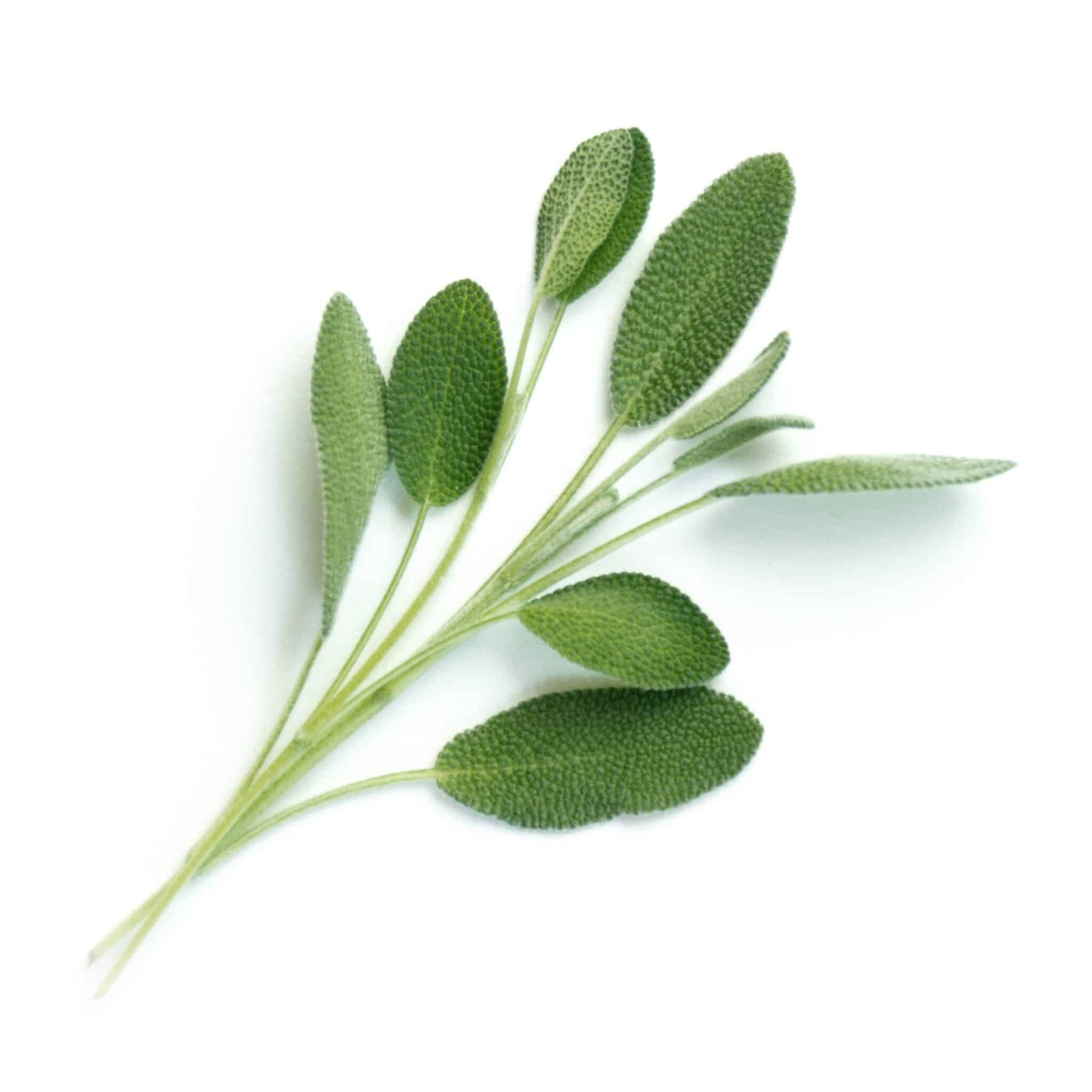 VERITABLE Lingot Sage Organic - Градински Чай листа - Image 2