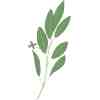 VERITABLE Lingot Sage Organic - Градински Чай листа - Image 4