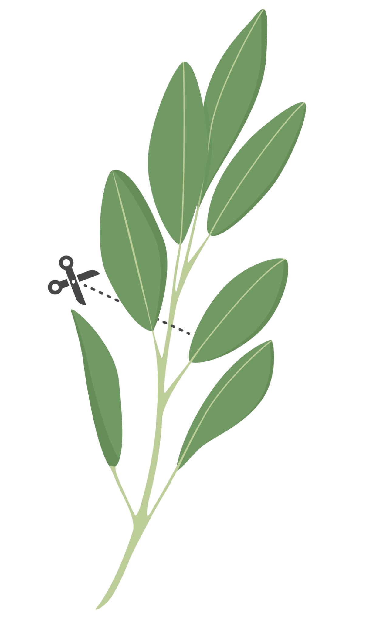 VERITABLE Lingot Sage Organic - Градински Чай листа - Image 4