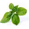 VERITABLE Lingot   Sweet Basil Organic - Сладък Босилек - Image 2