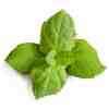 VERITABLE Lingot Maroccan Mint - Мароканска Мента - Image 2