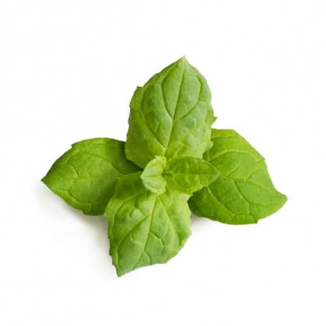 VERITABLE Lingot Maroccan Mint - Мароканска Мента - Image 2