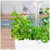 VERITABLE Lingot Maroccan Mint - Мароканска Мента - Image 3