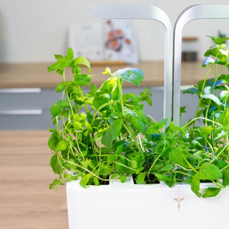 VERITABLE Lingot Maroccan Mint - Мароканска Мента - Image 3