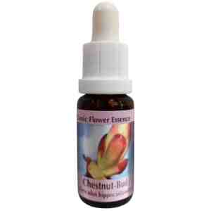 Essence Chestnut Bud (Classic Flower Essence № 7)/ Есенция Кестенови пъпки - капки x 15 ml| PHI Essences